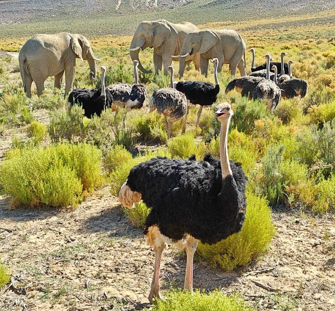 Wild Life - Animal 7
